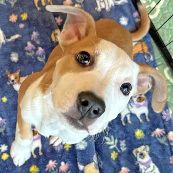 Harley, Adoptable, Young Female American Staffordshire Terrier.