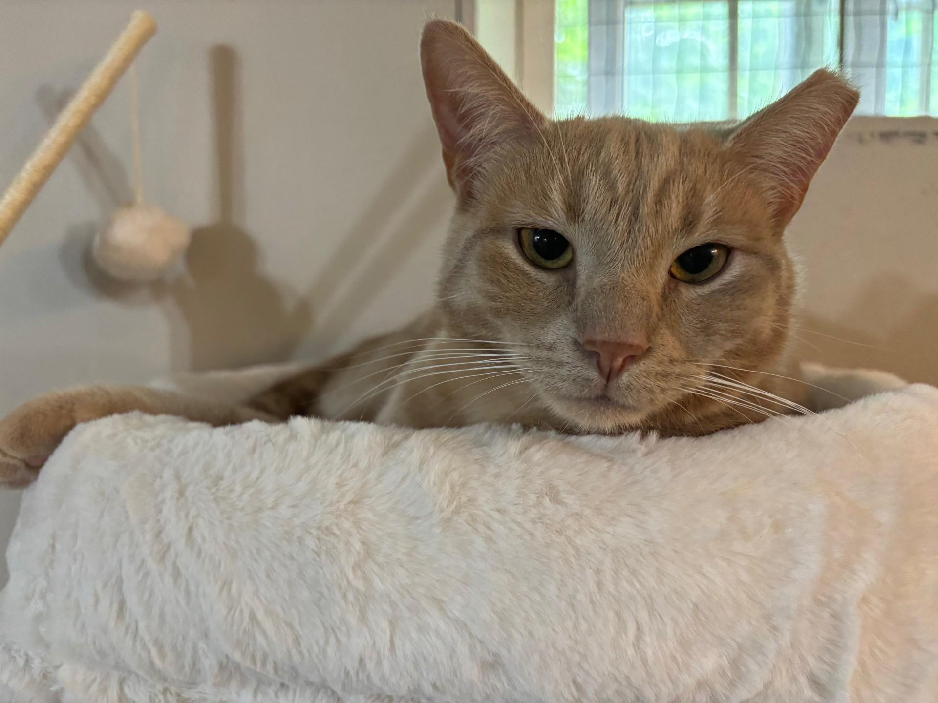 Butterscotch Ripple, a Adoptable Domestic Short Hair in Ridgetown, ON image 5/6
