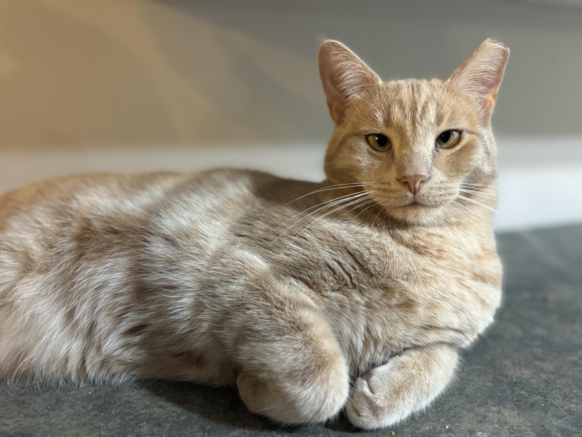 Butterscotch Ripple, a Adoptable Domestic Short Hair in Ridgetown, ON image 4/6