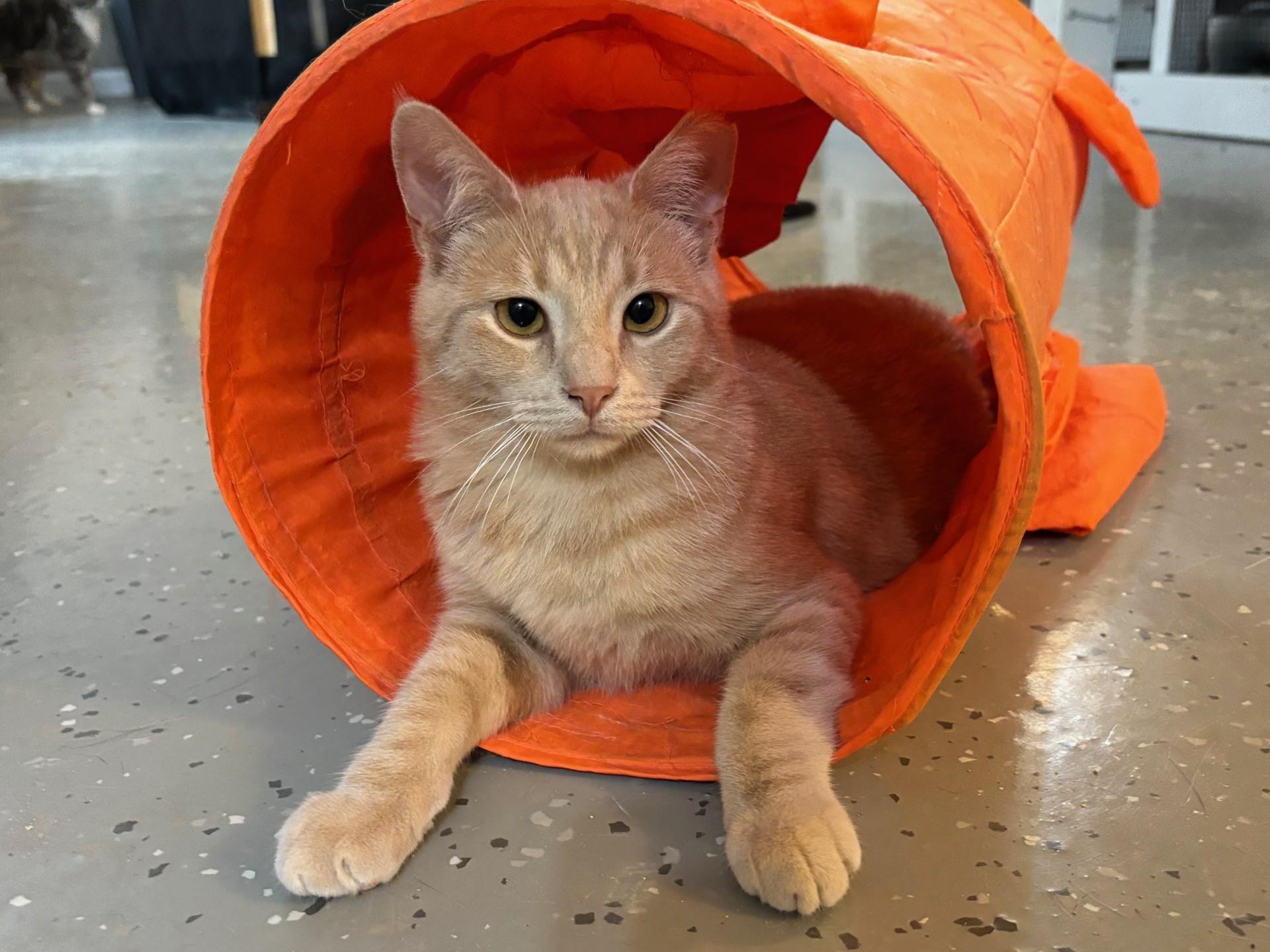 Butterscotch Ripple, Adoptable, Adult Male Domestic Short Hair.