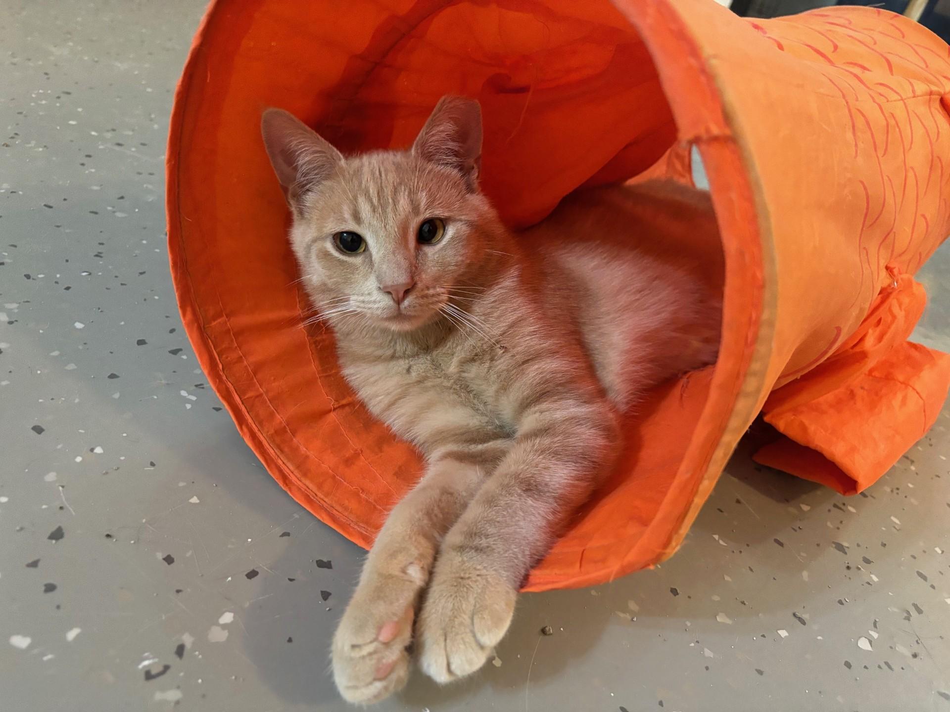 Butterscotch Ripple, a Adoptable Domestic Short Hair in Ridgetown, ON image 2/6