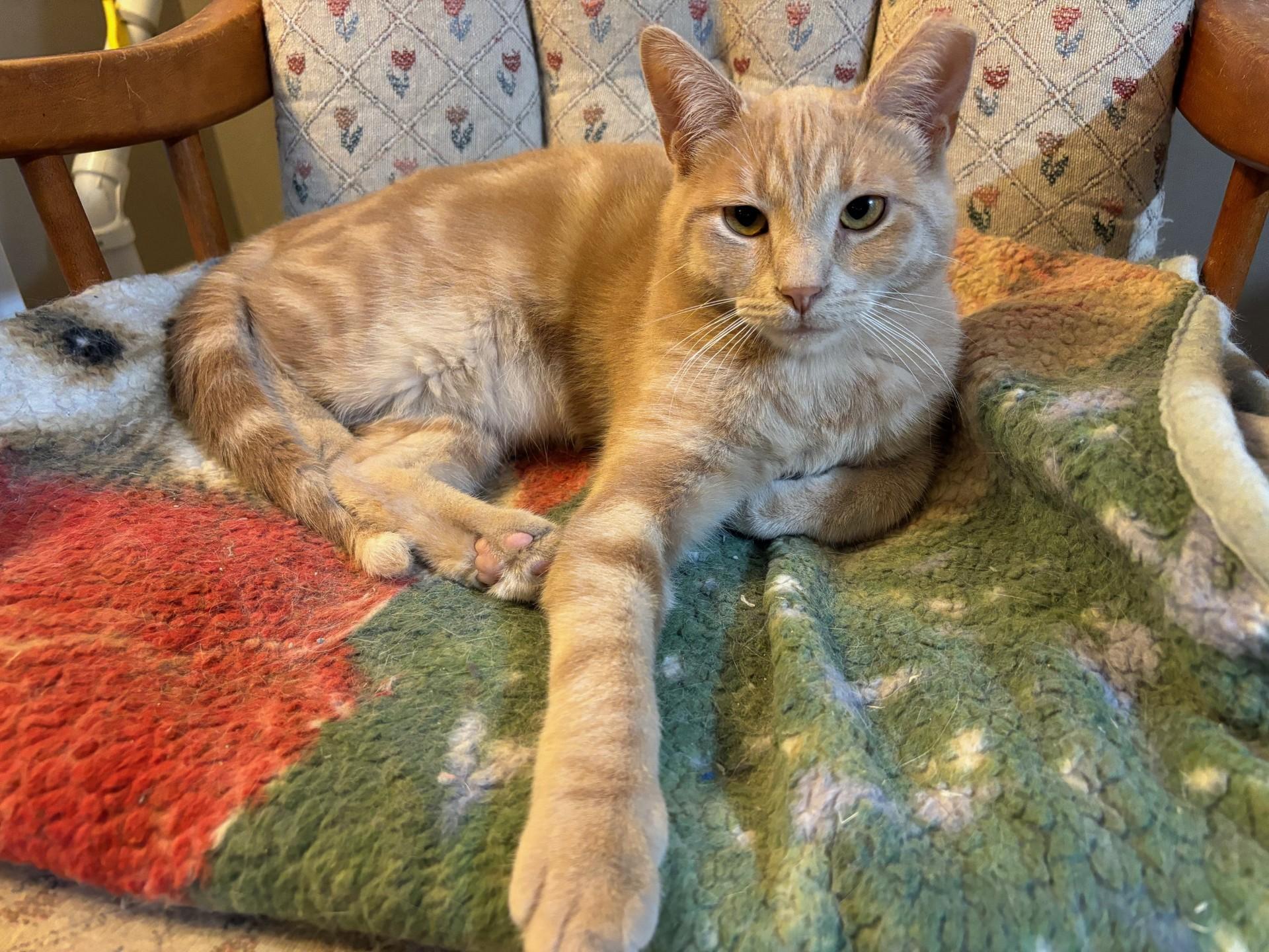 Butterscotch Ripple, a Adoptable Domestic Short Hair in Ridgetown, ON image 6/6