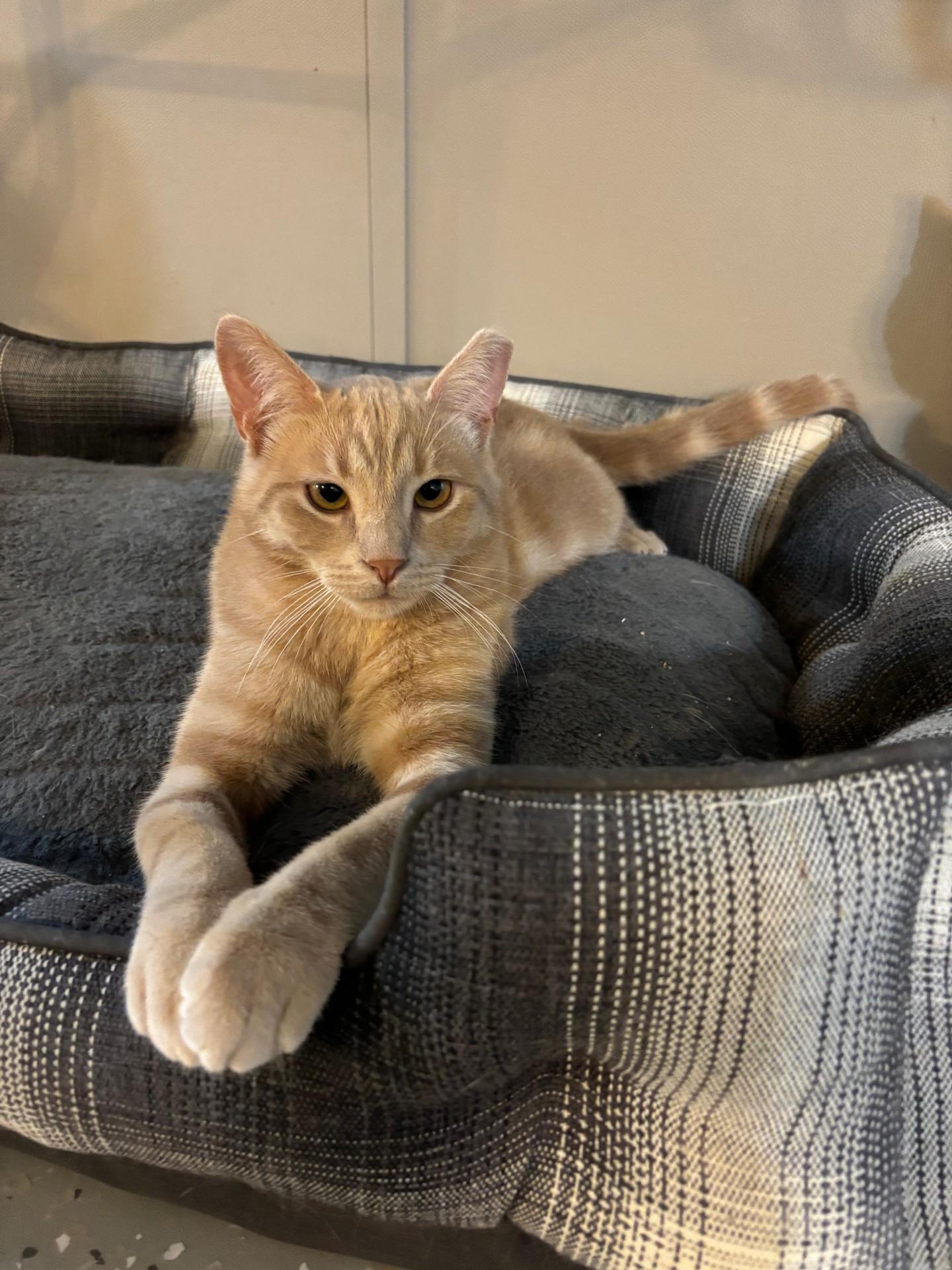 Butterscotch Ripple, a Adoptable Domestic Short Hair in Ridgetown, ON image 3/6