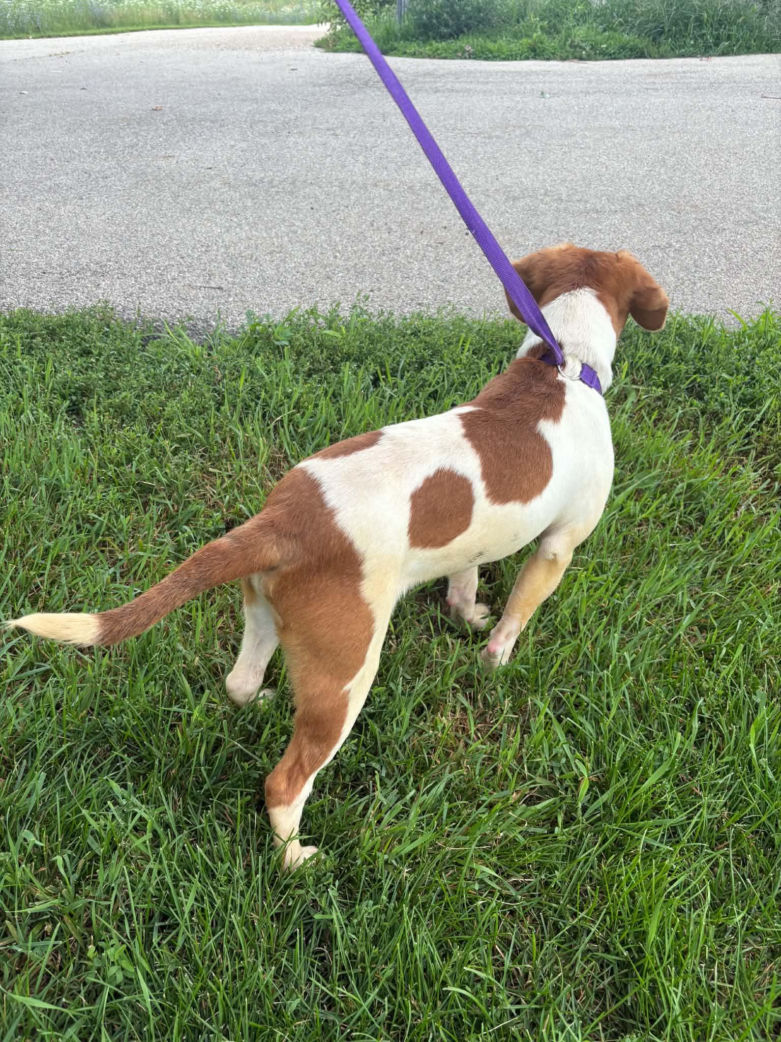 Enlarge Tommy, a Adoptable Beagle in Tremont, IL image 2/3