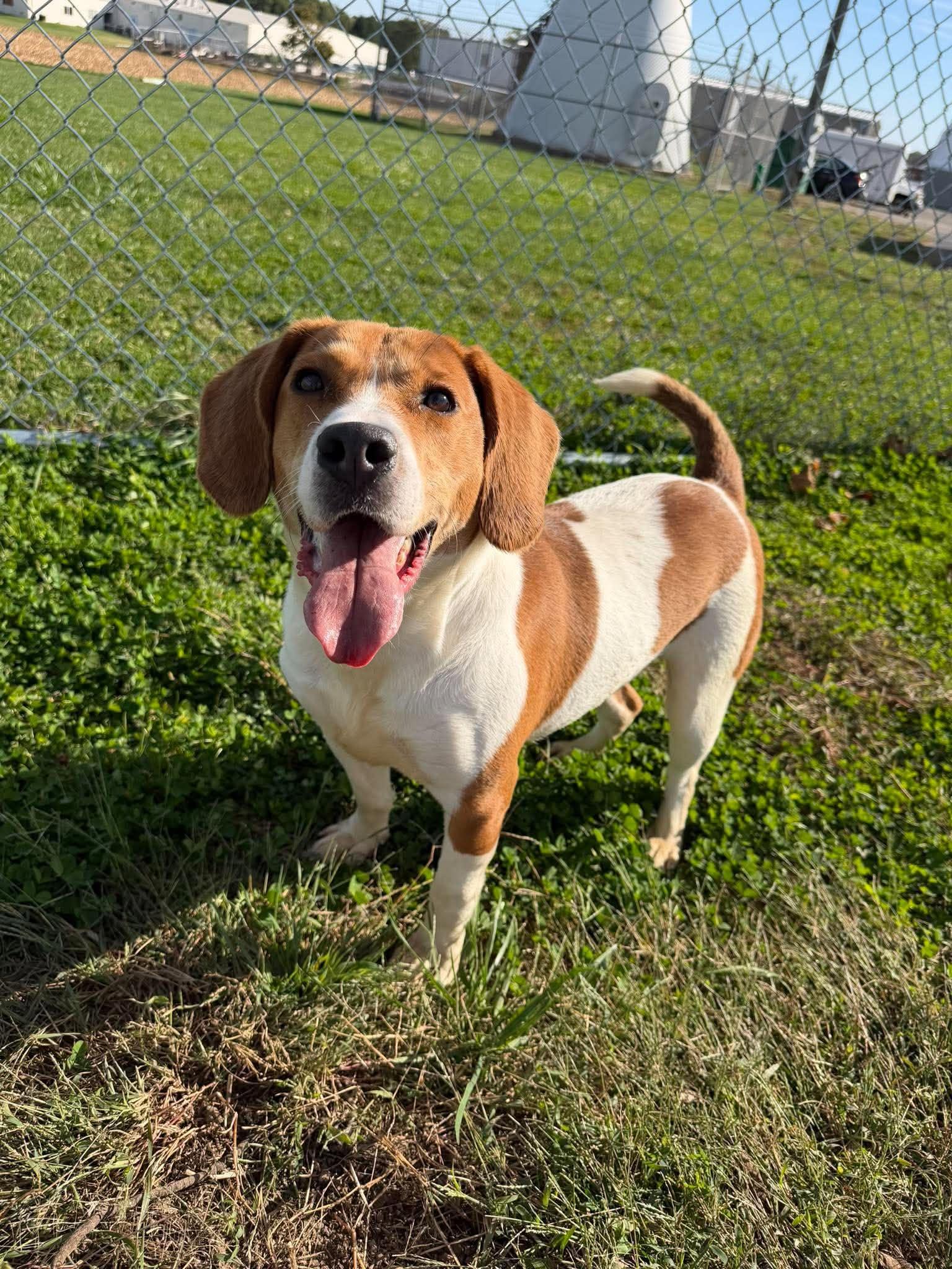 Tommy, Adoptable, Young Male Beagle.