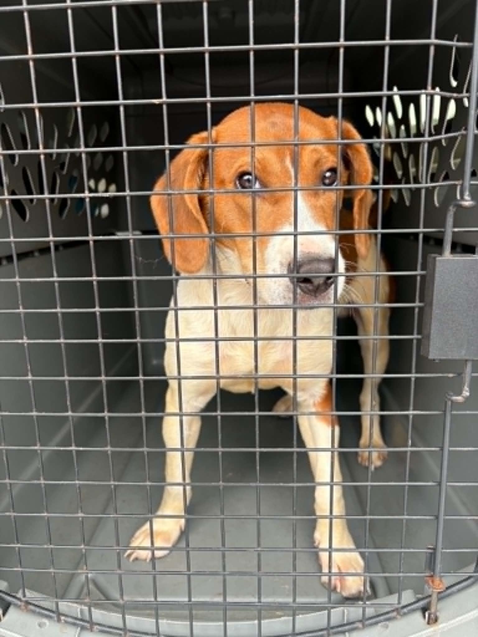 Enlarge Tommy, a Adoptable Beagle in Tremont, IL image 3/3