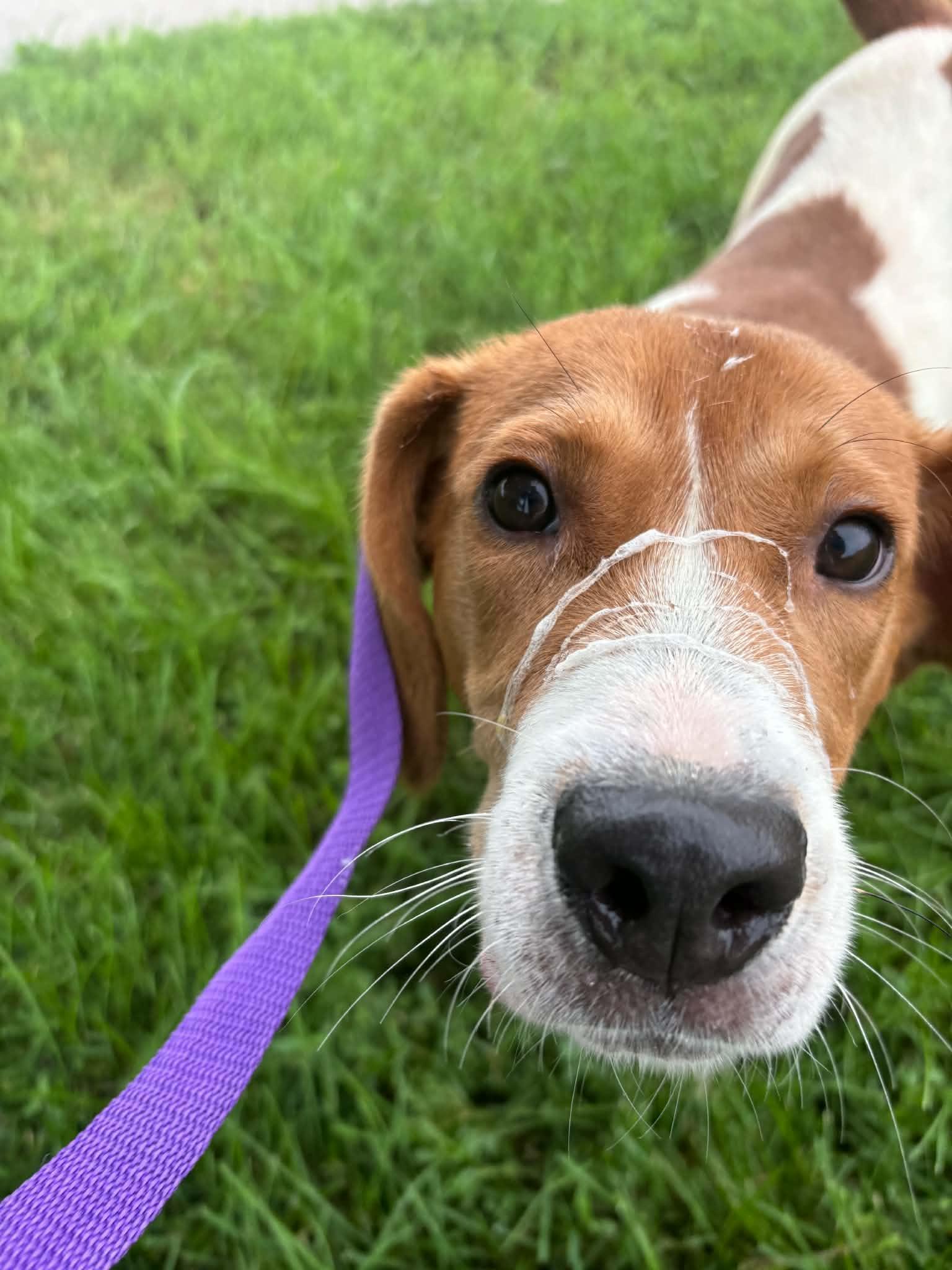 Tommy, Adoptable, Young Male Beagle.