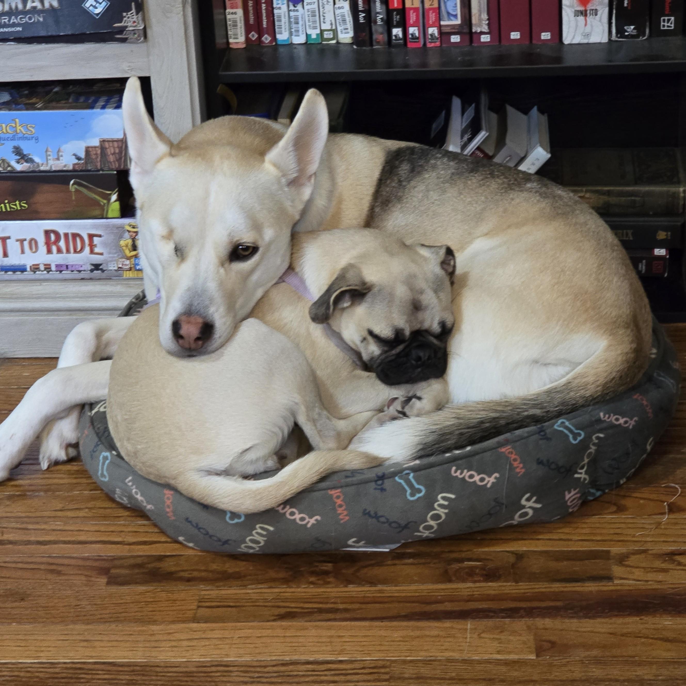 Enlarge Botan Courtesy Listed, a ADOPTABLE Husky in Midland, MI image 2/3