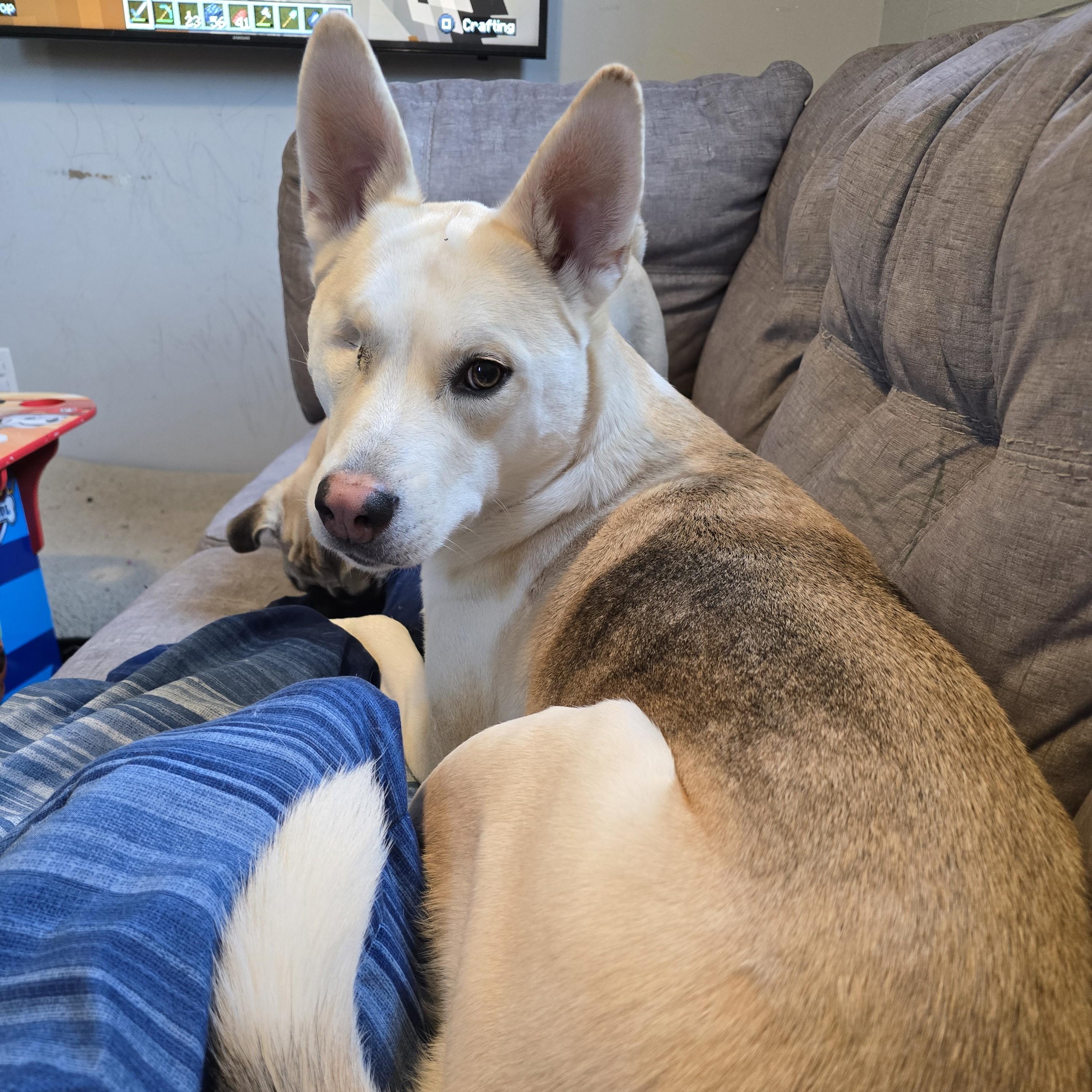 Enlarge Botan Courtesy Listed, a ADOPTABLE Husky in Midland, MI image 1/3