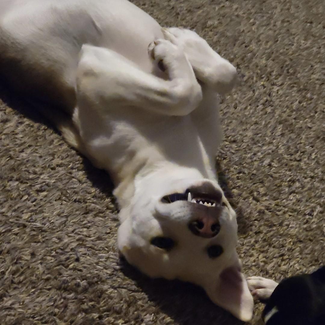 Enlarge Botan Courtesy Listed, a ADOPTABLE Husky in Midland, MI image 3/3