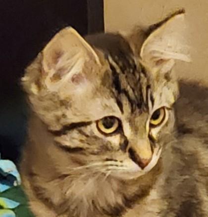 Juliet, Adoptable, Kitten Female Domestic Medium Hair & Domestic Short Hair.