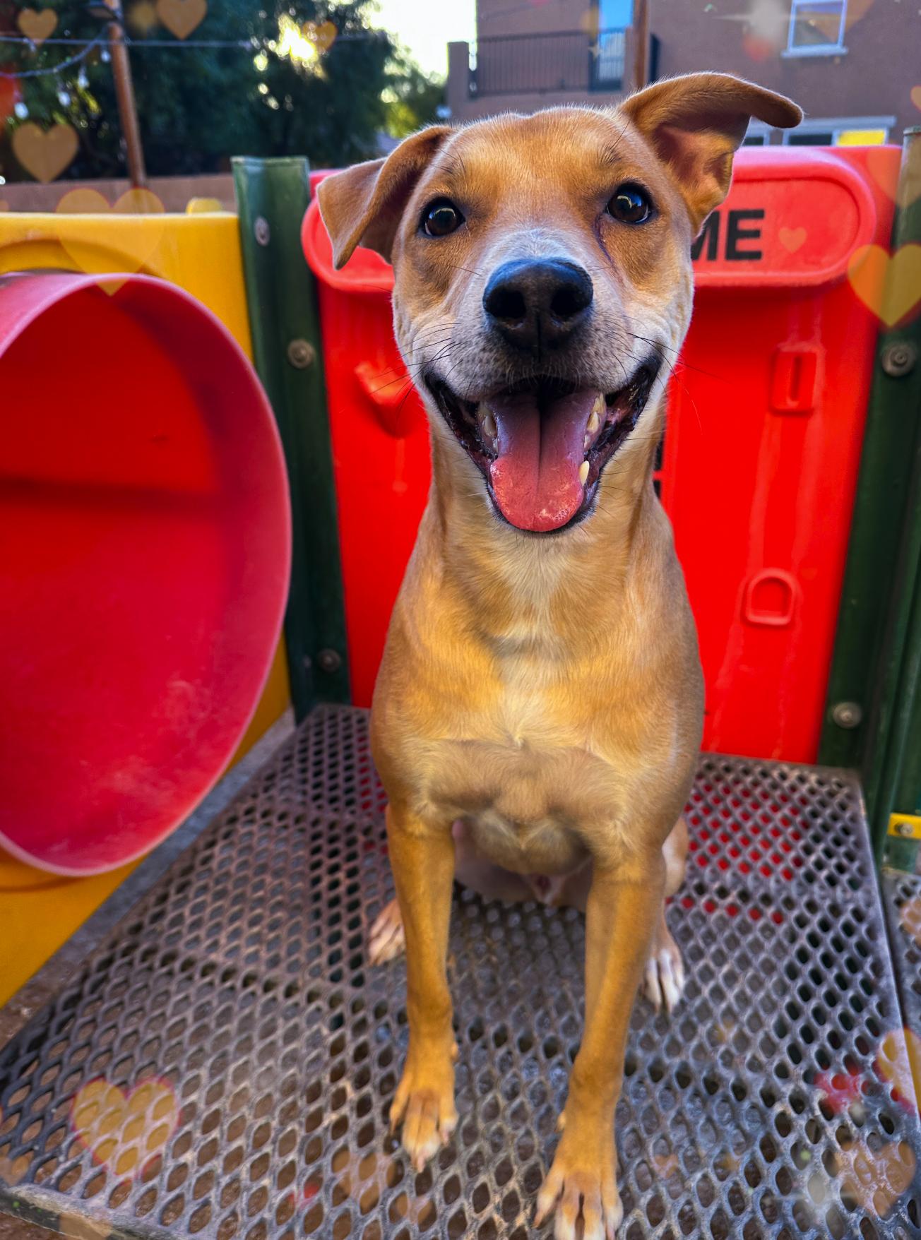 Jack, Adoptable, Adult Male American Staffordshire Terrier.