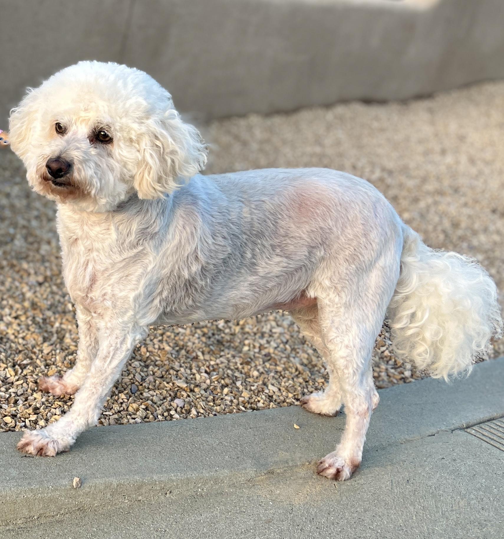 Enlarge Georgie, a ADOPTABLE mixed breed in El Segundo, CA image 5/6