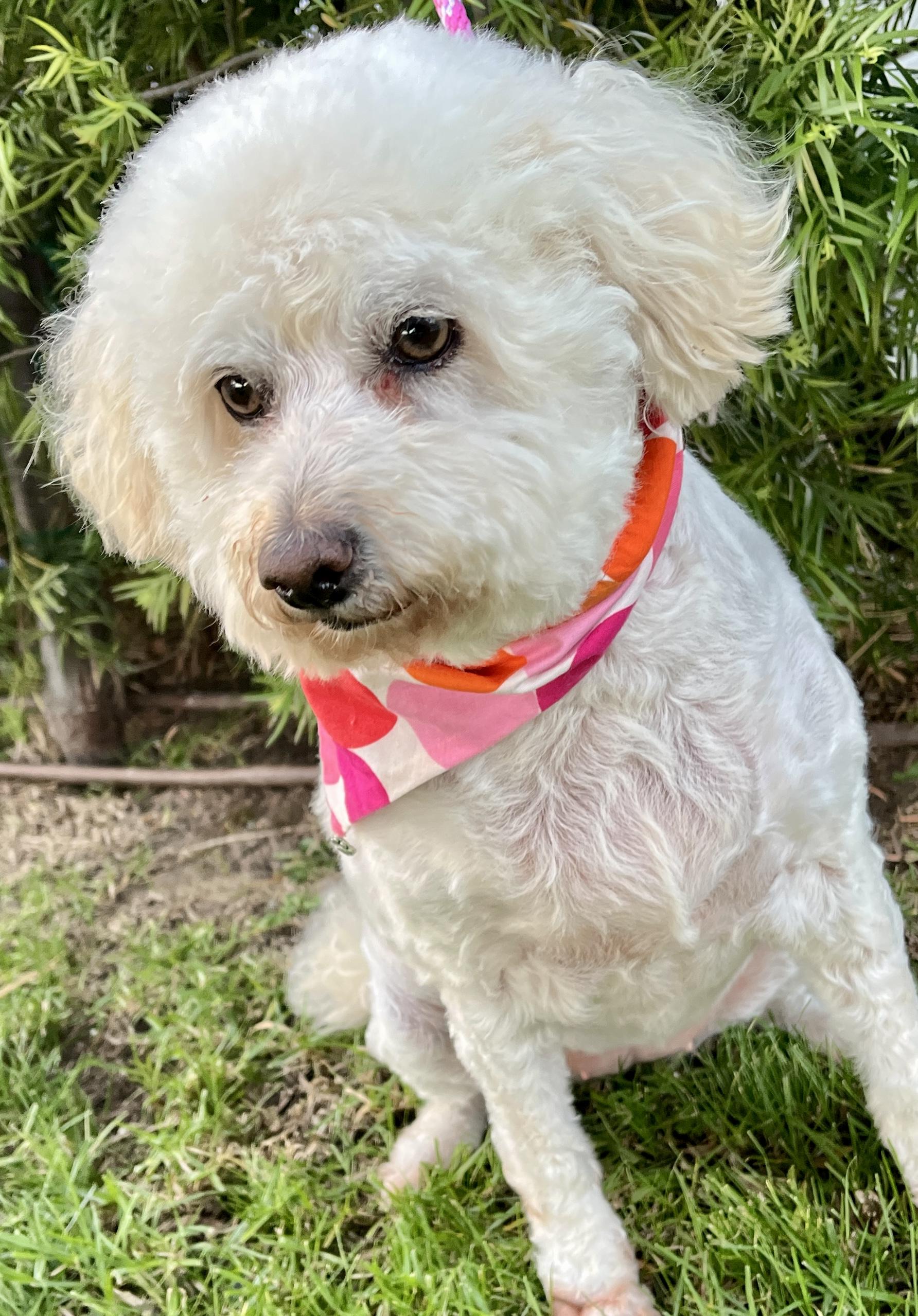 Enlarge Georgie, a ADOPTABLE mixed breed in El Segundo, CA image 4/6