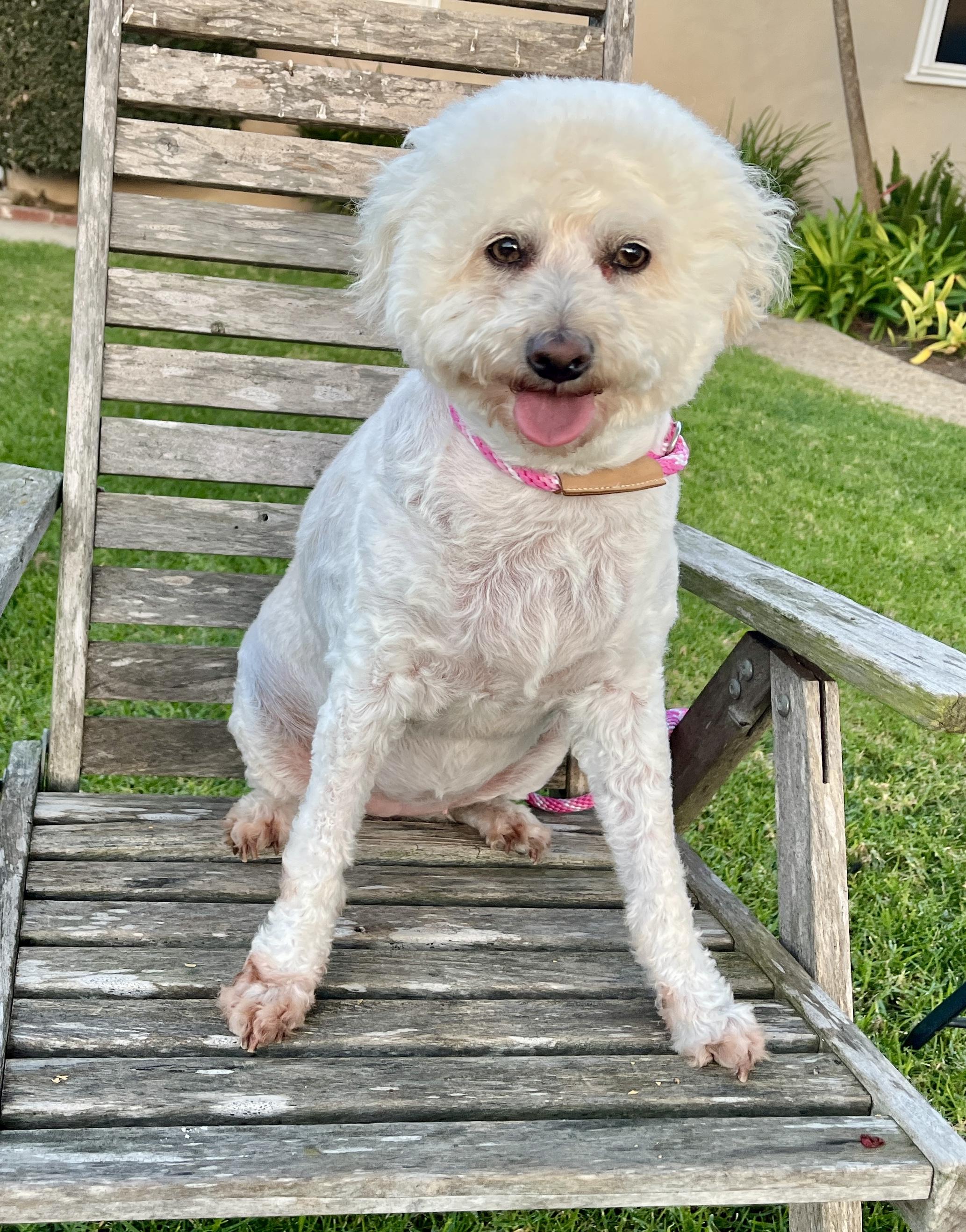 Enlarge Georgie, a ADOPTABLE mixed breed in El Segundo, CA image 6/6
