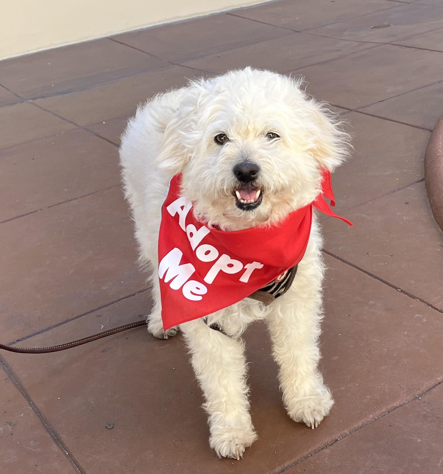 Enlarge Georgie, a ADOPTABLE mixed breed in El Segundo, CA image 1/6