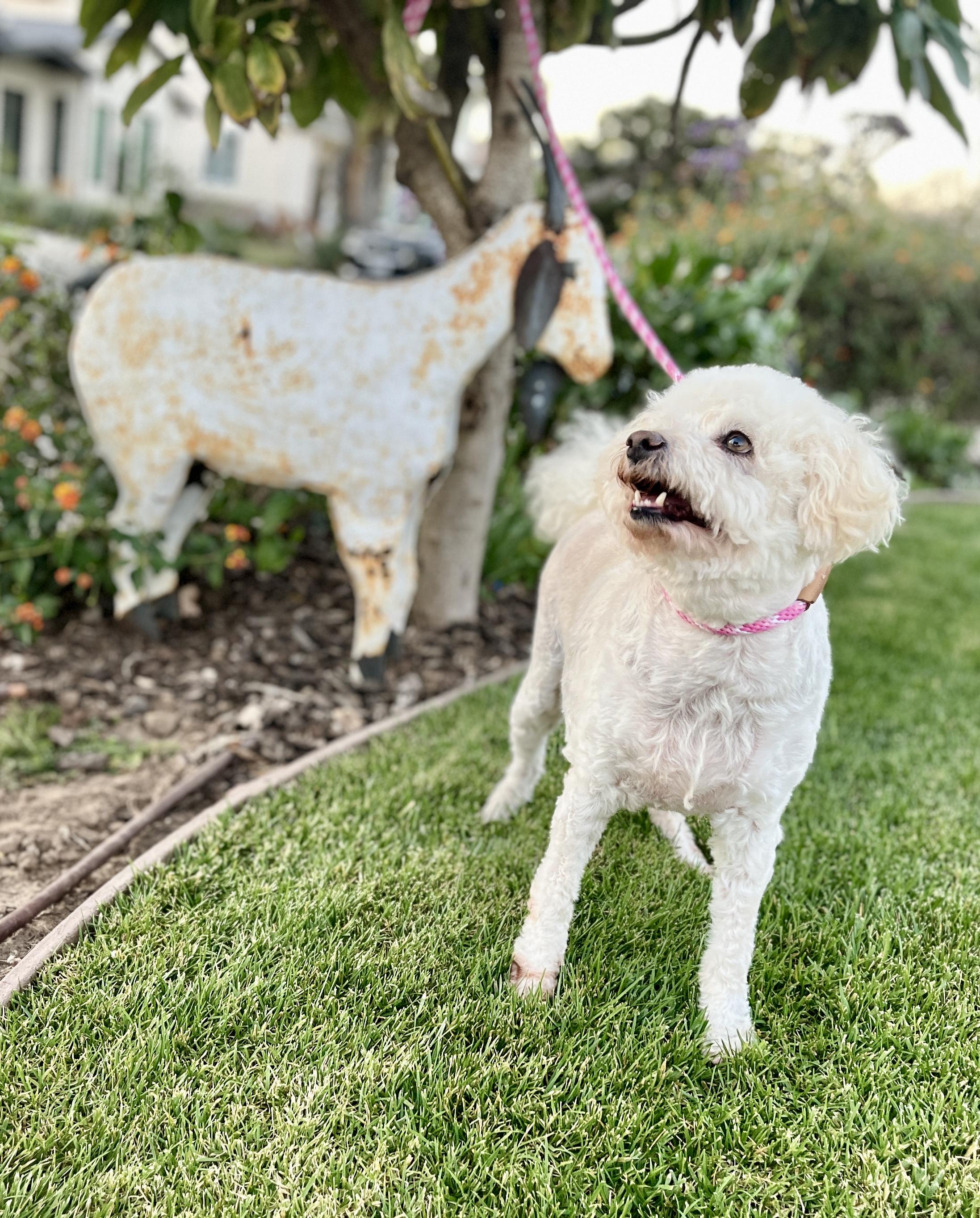 Enlarge Georgie, a ADOPTABLE mixed breed in El Segundo, CA image 2/6