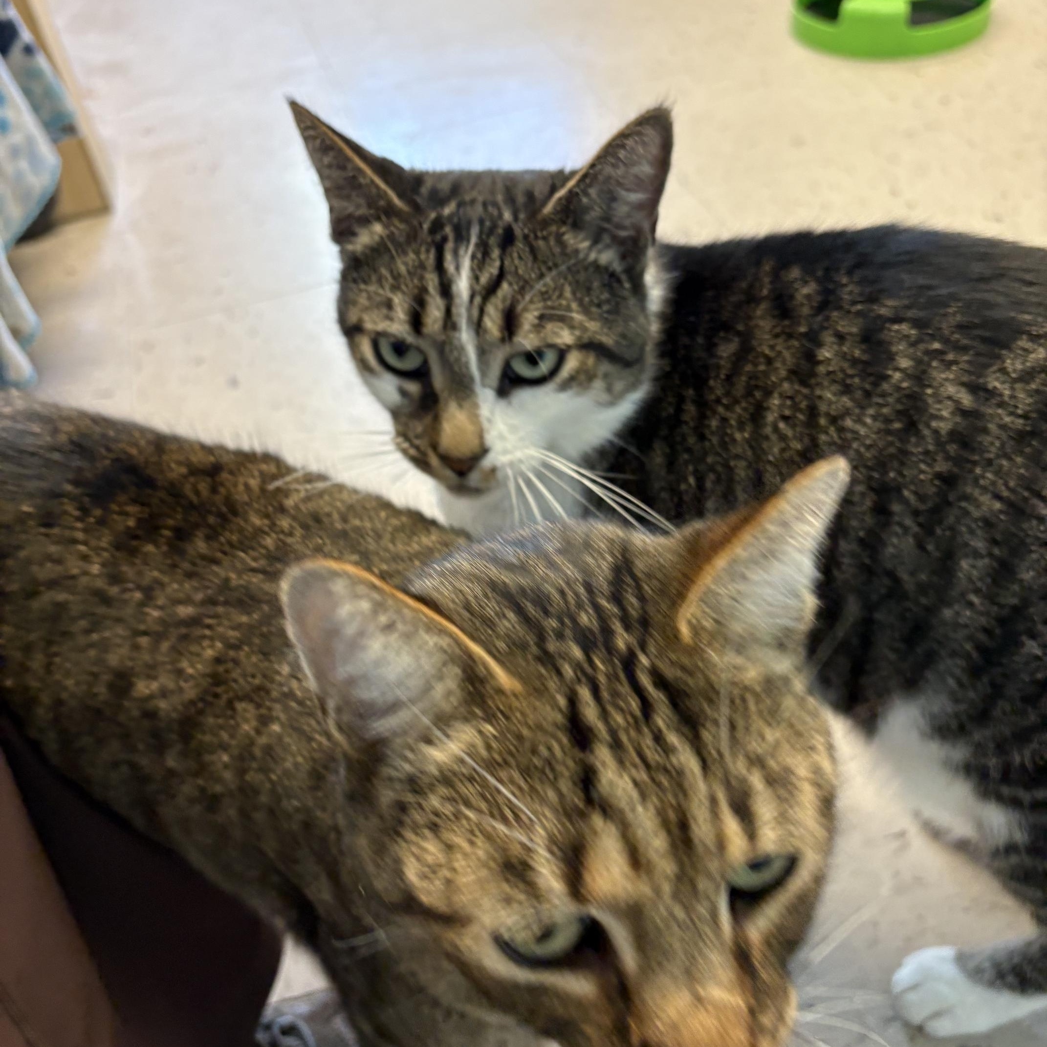 Socks & Willy, a ADOPTABLE Domestic Short Hair in Kingston, MA image 2/6