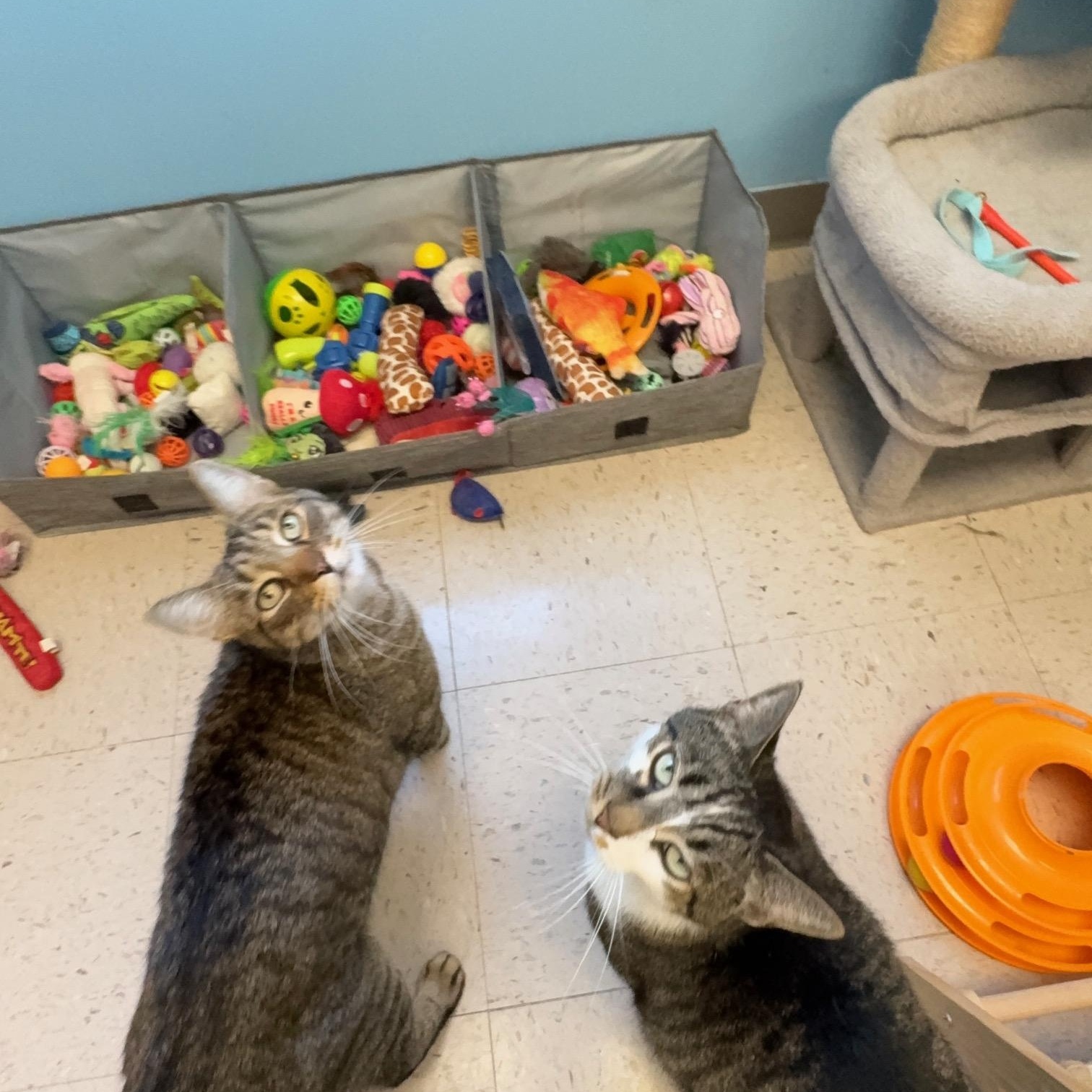 Socks & Willy, ADOPTABLE, Adult Male Domestic Short Hair.