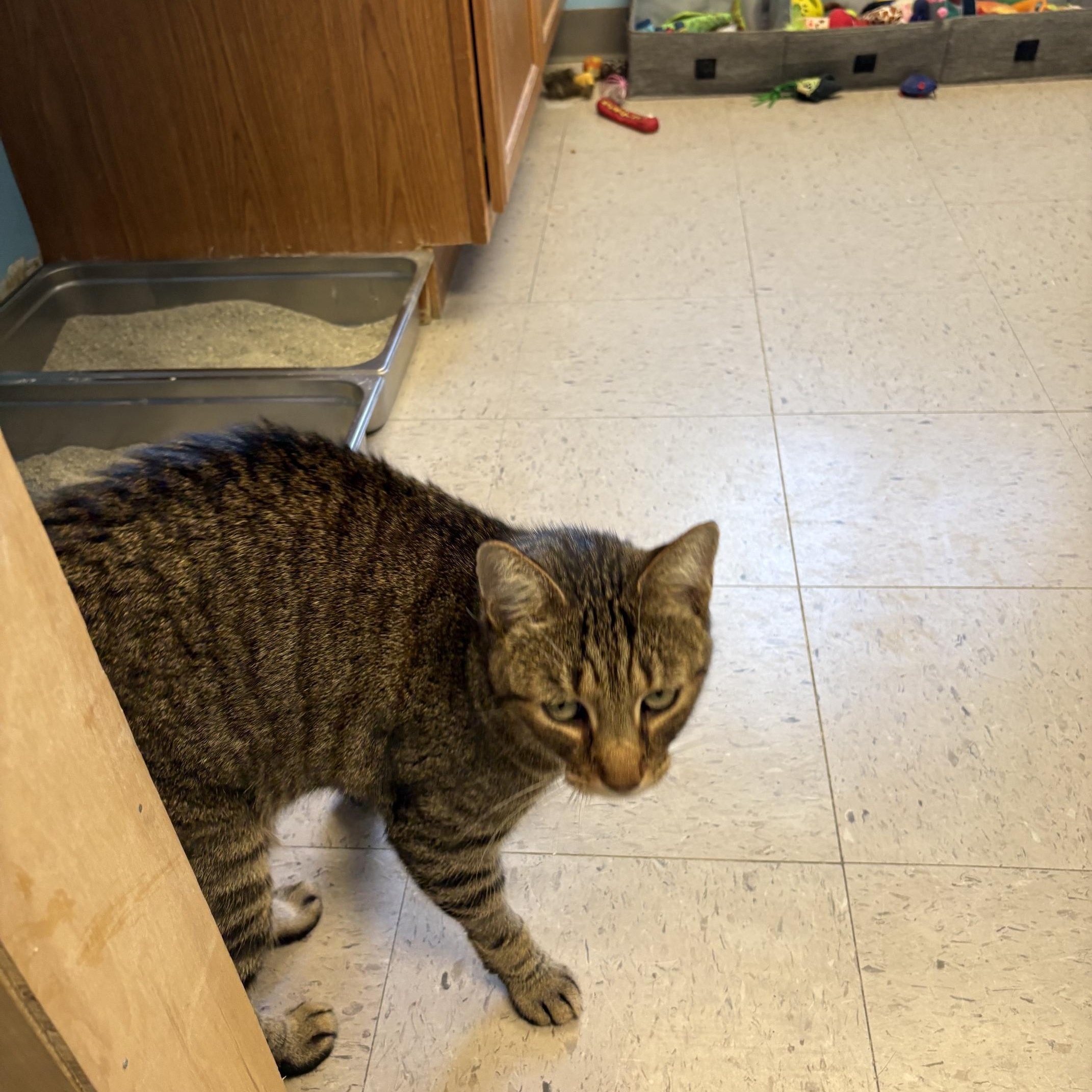 Socks & Willy, a ADOPTABLE Domestic Short Hair in Kingston, MA image 4/6