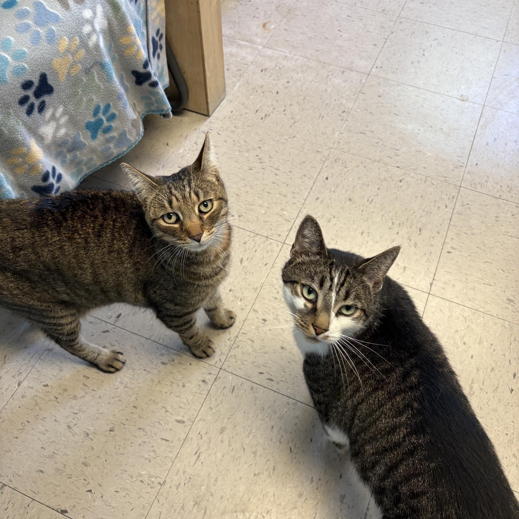 Socks & Willy, a ADOPTABLE Domestic Short Hair in Kingston, MA image 5/6
