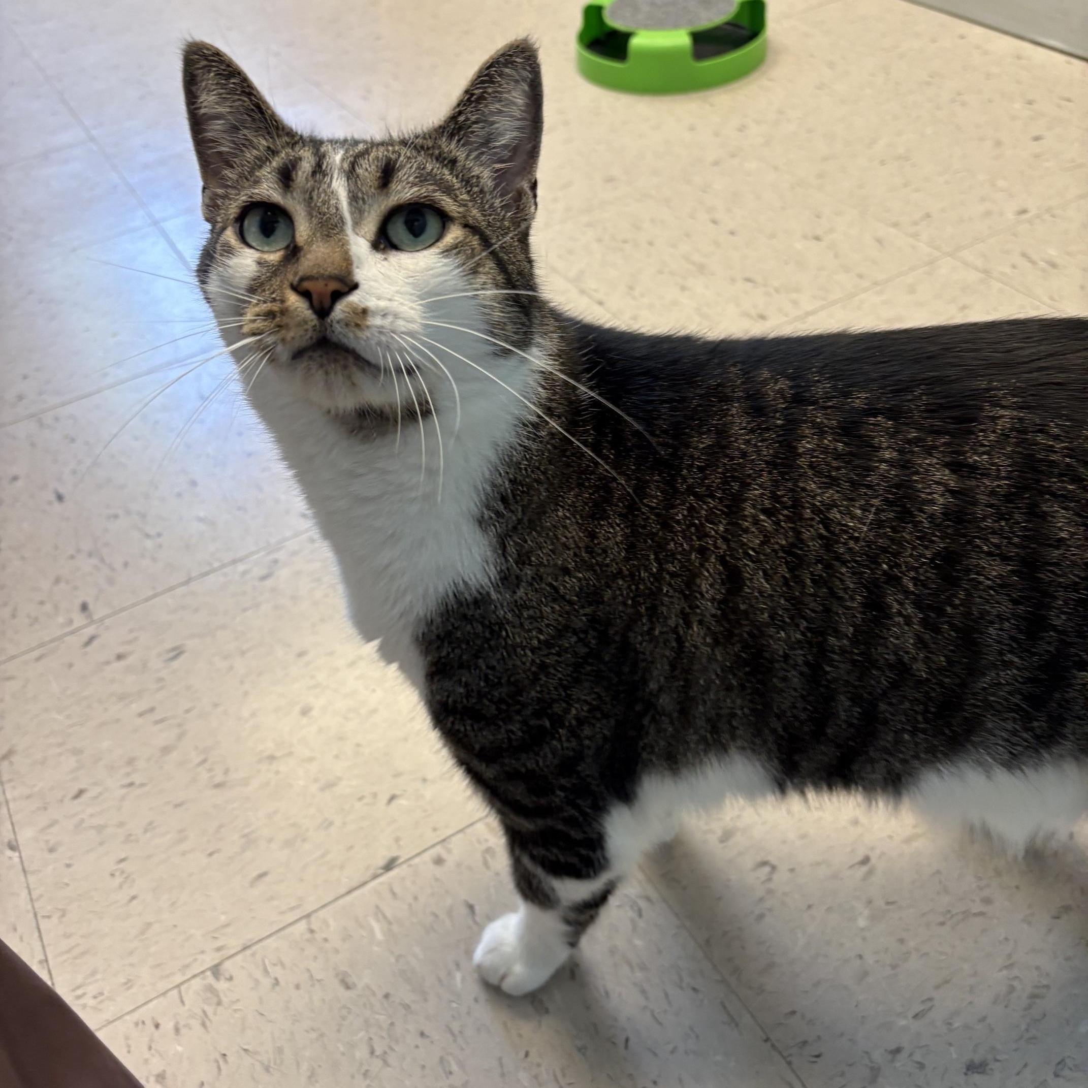 Socks & Willy, a ADOPTABLE Domestic Short Hair in Kingston, MA image 3/6
