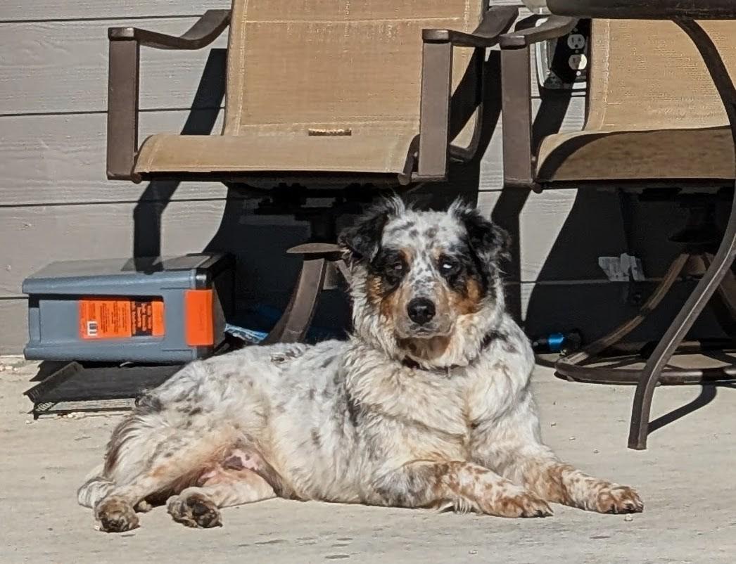Enlarge Eva, a Adoptable mixed breed in Windsor, CO image 1/6