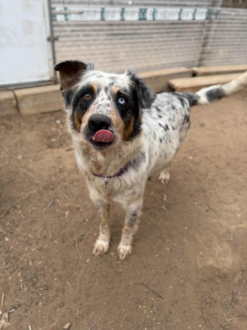 Enlarge Eva, a Adoptable mixed breed in Windsor, CO image 2/6