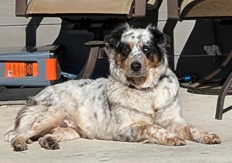 Enlarge Eva, a Adoptable mixed breed in Windsor, CO image 3/6