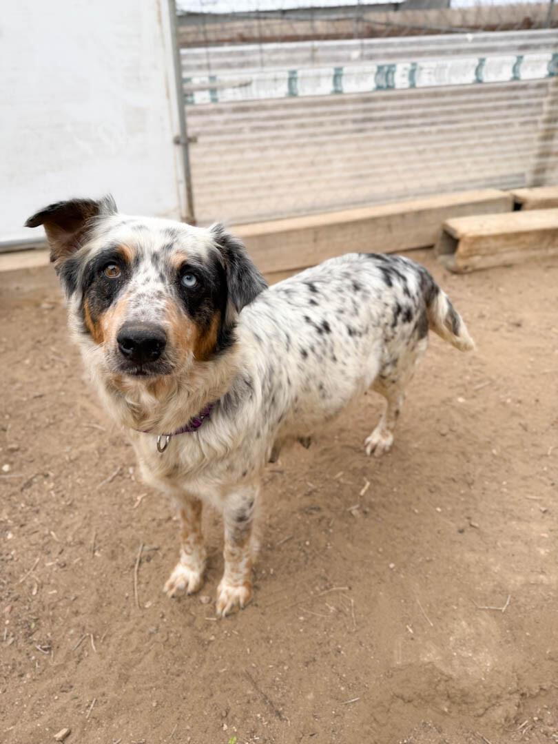 Enlarge Eva, a Adoptable mixed breed in Windsor, CO image 4/6