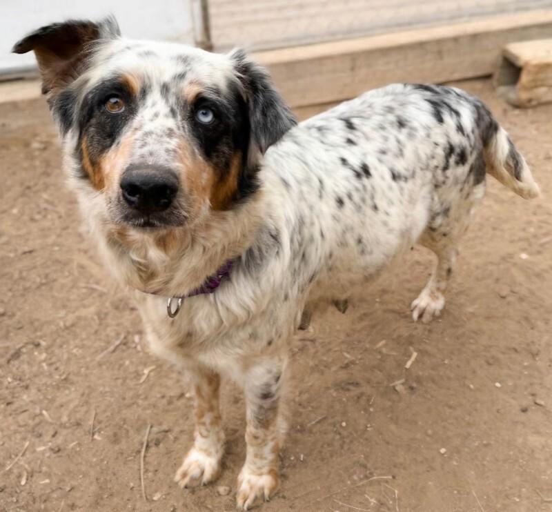 Enlarge Eva, a Adoptable mixed breed in Windsor, CO image 5/6