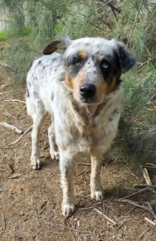 Enlarge Eva, a Adoptable mixed breed in Windsor, CO image 6/6