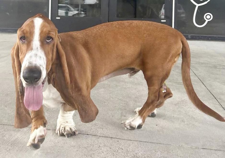 Enlarge RUSTY, a Adoptable Basset Hound in Mays Landing, NJ image 1/3