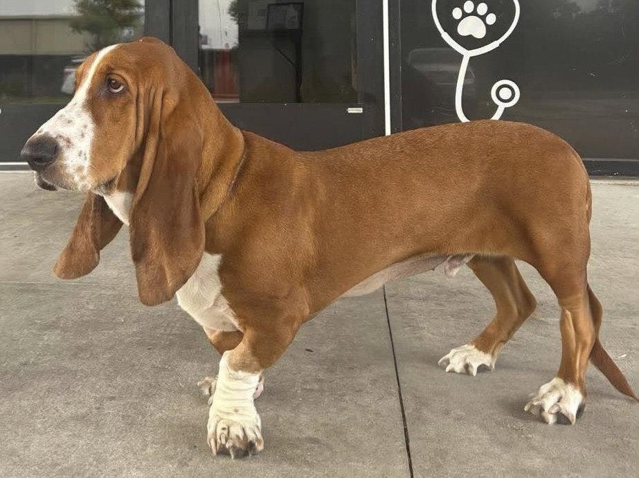 Enlarge RUSTY, a Adoptable Basset Hound in Mays Landing, NJ image 2/3