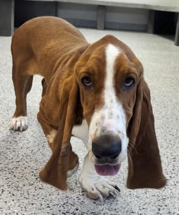 Enlarge RUSTY, a Adoptable Basset Hound in Mays Landing, NJ image 3/3