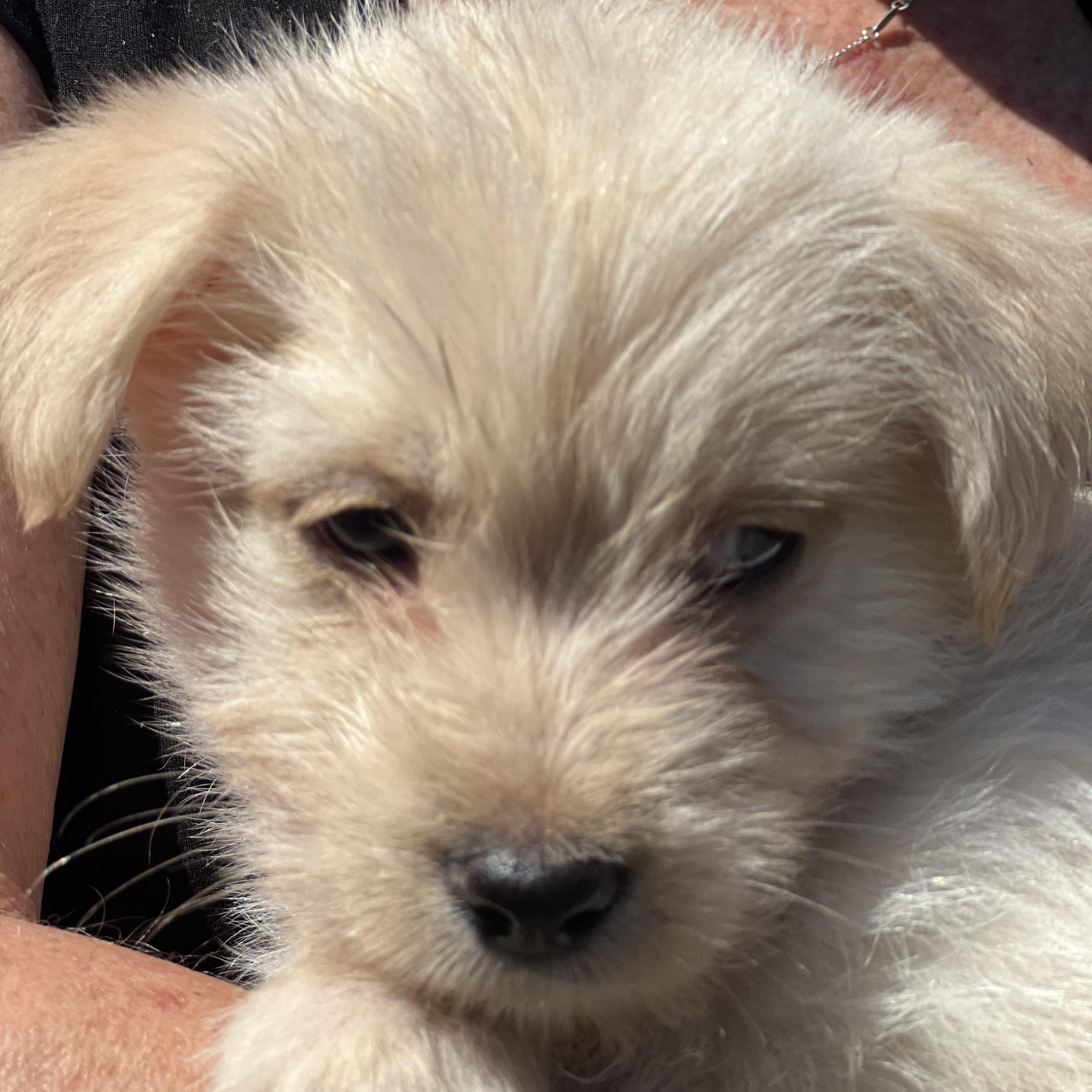 Daisy~ Havanese mix cutie, an adopted mixed breed in Irvine, CA image 4/5