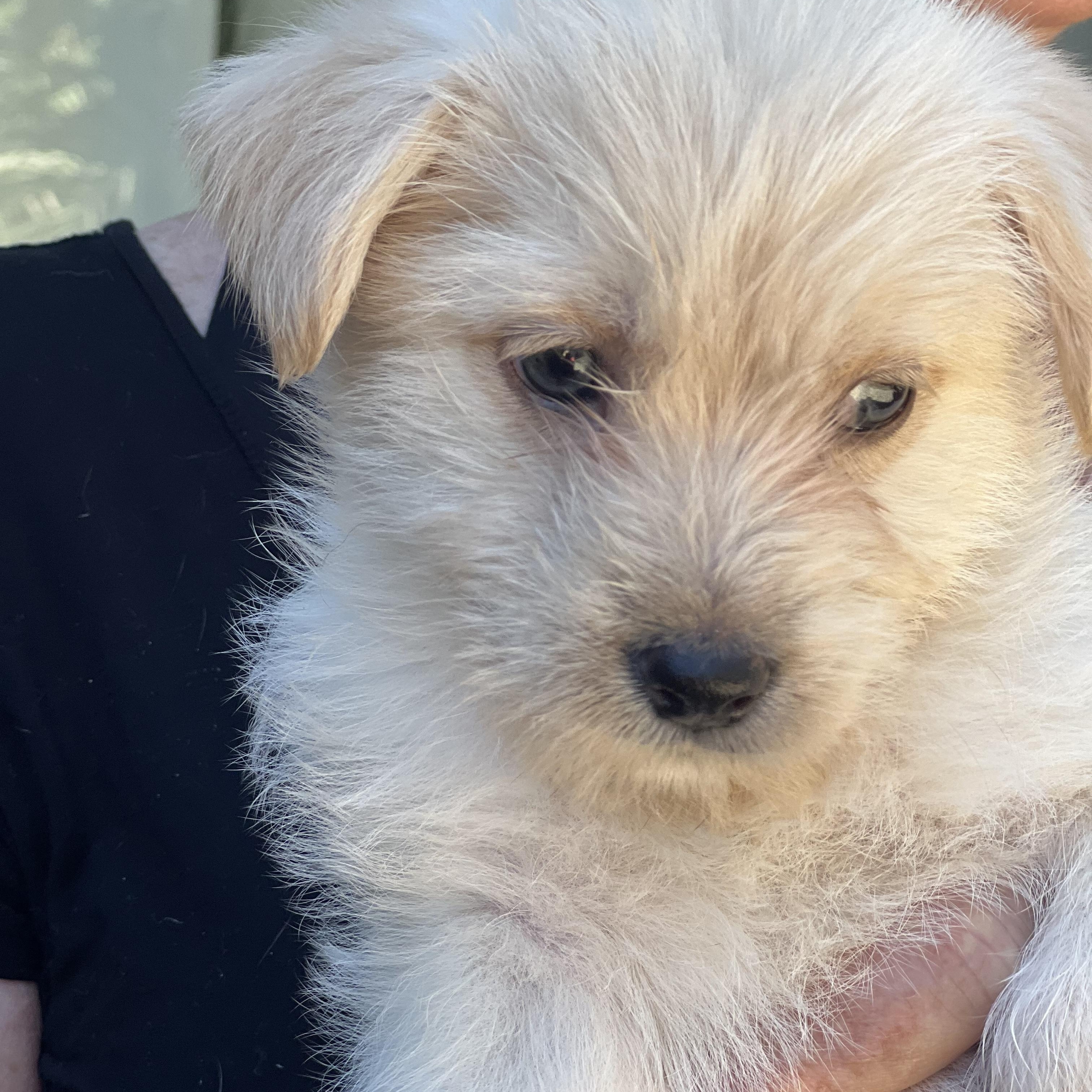 Daisy~ Havanese mix cutie, an adopted mixed breed in Irvine, CA image 3/5