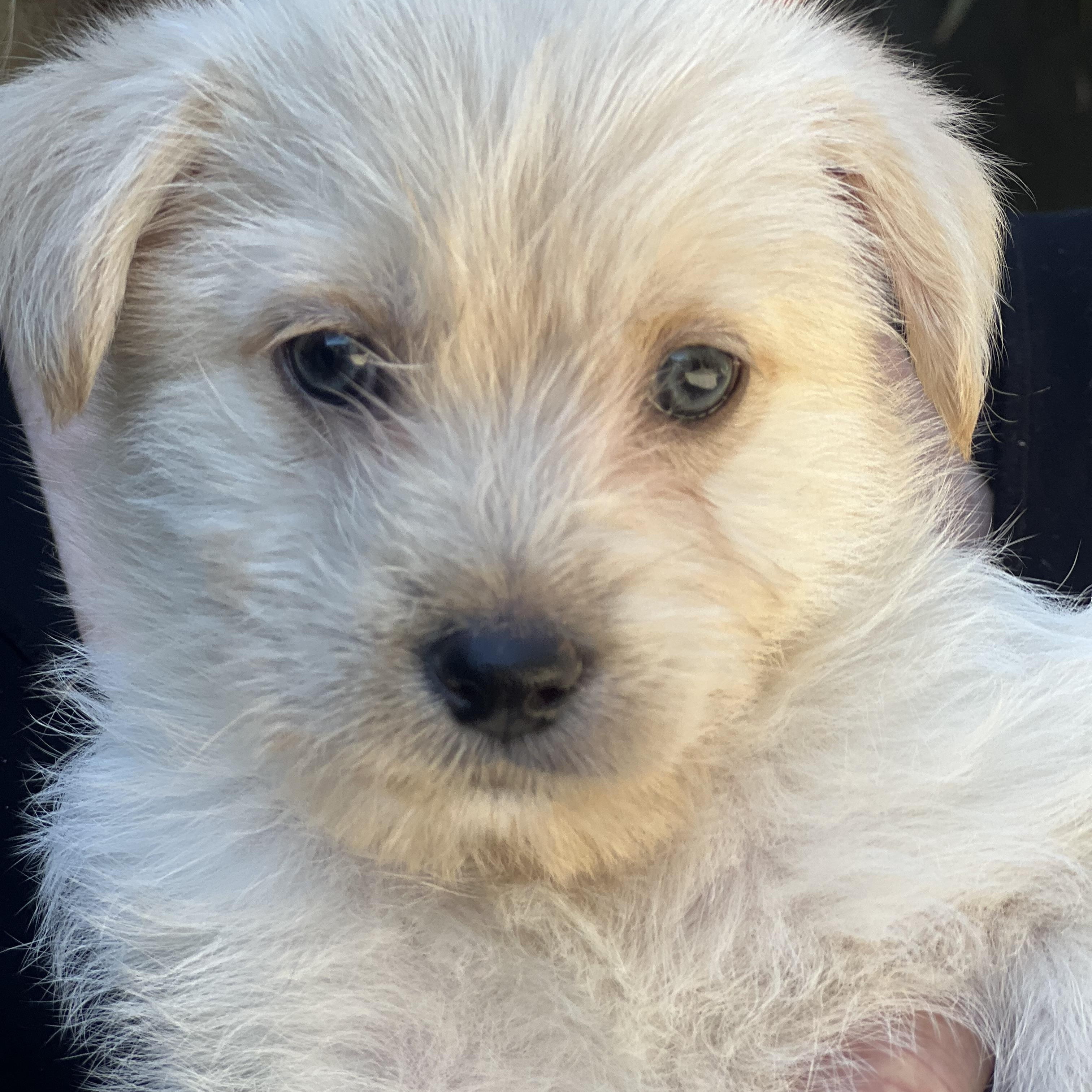 Daisy~ Havanese mix cutie, an adopted mixed breed in Irvine, CA image 1/5