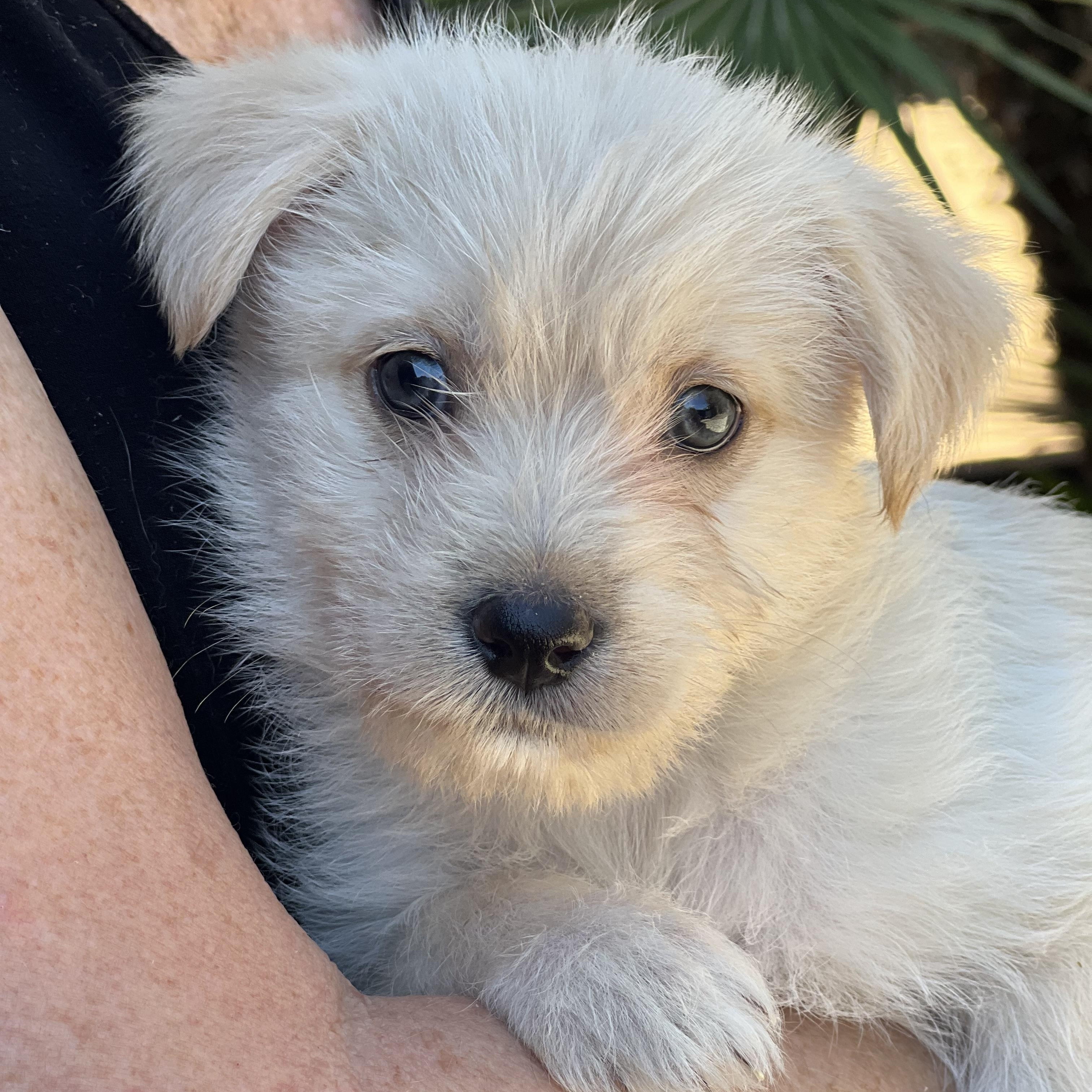 Daisy~ Havanese mix cutie, an adopted mixed breed in Irvine, CA image 5/5