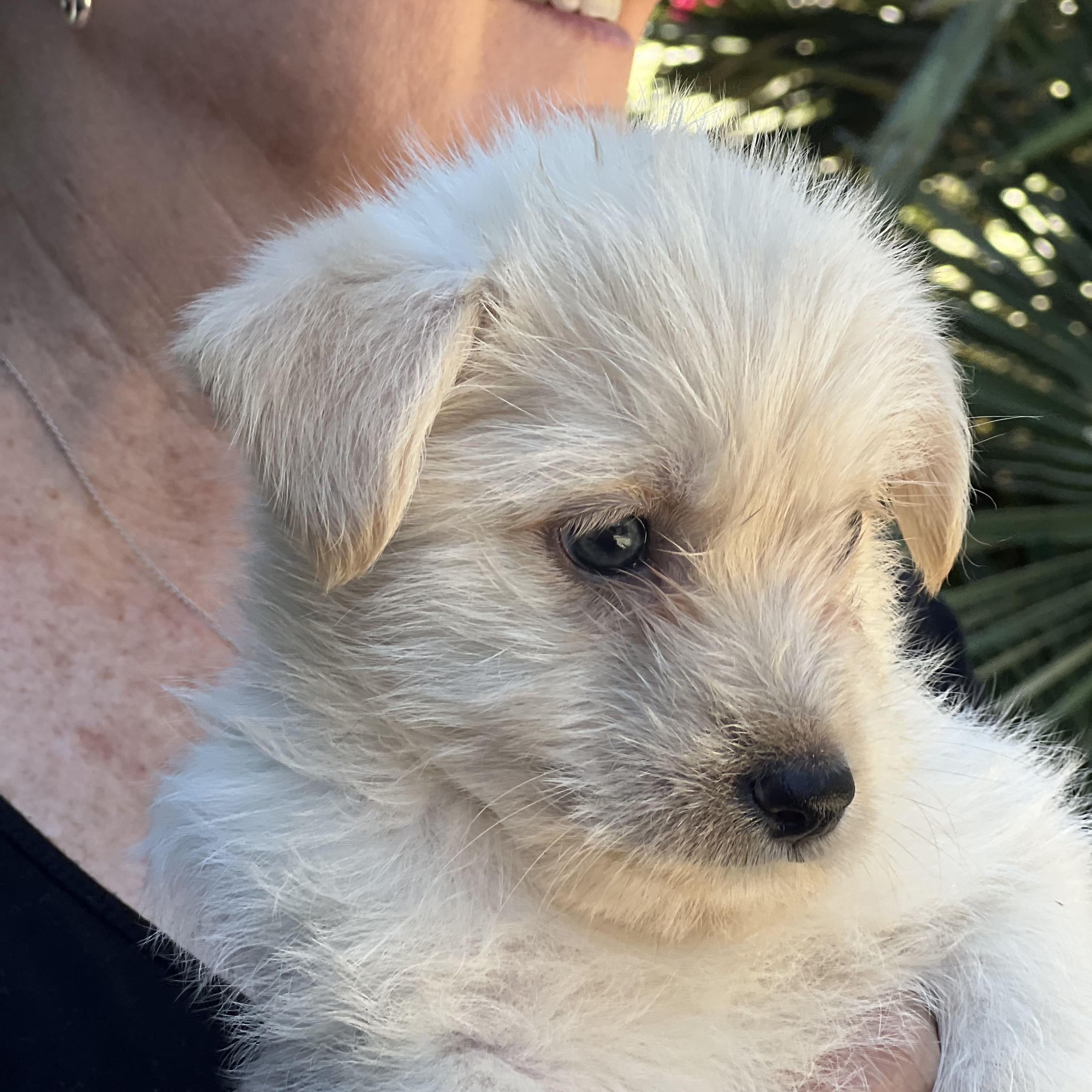 Daisy~ Havanese mix cutie, an adopted mixed breed in Irvine, CA image 2/5