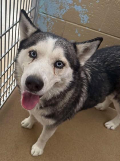 Niylah, adoptable, Senior Female Husky.