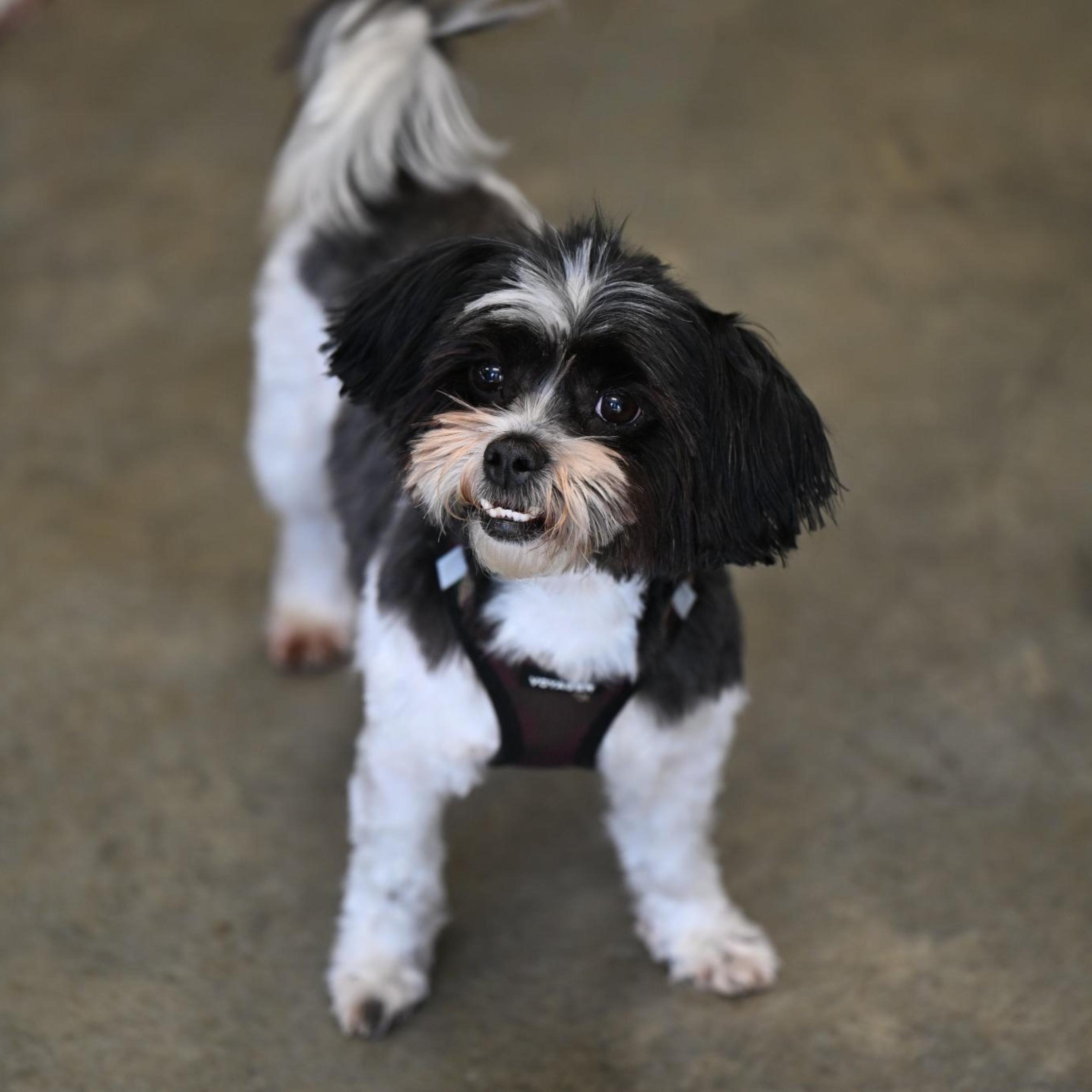 Tucker, adopted, Adult Male Shih Tzu.