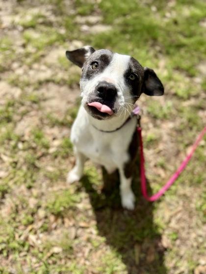Harper, Adoptable, Young Female American Staffordshire Terrier & Mixed Breed.