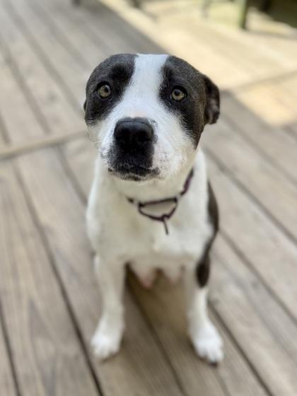 Enlarge Harper, a Adoptable mixed breed in Picayune, MS image 2/3