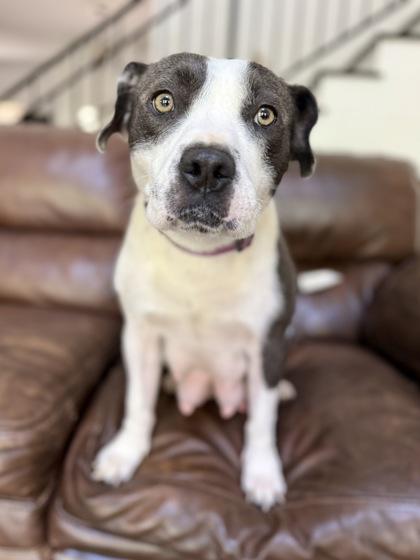 Enlarge Harper, a Adoptable mixed breed in Picayune, MS image 3/3