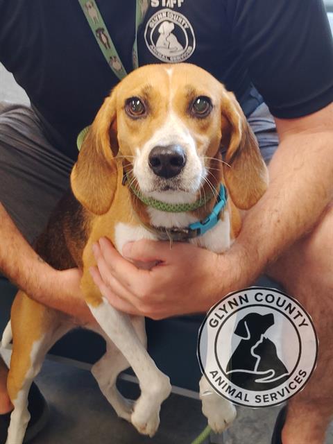 LOLLI, Adoptable, Young Female Treeing Walker Coonhound.