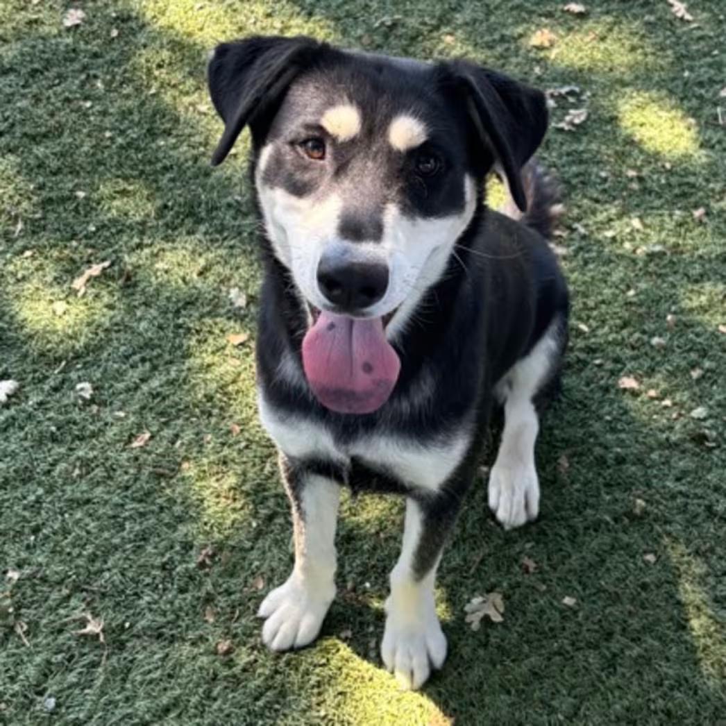 Enlarge Pepper, a ADOPTABLE mixed breed in Red Bluff, CA image 3/3