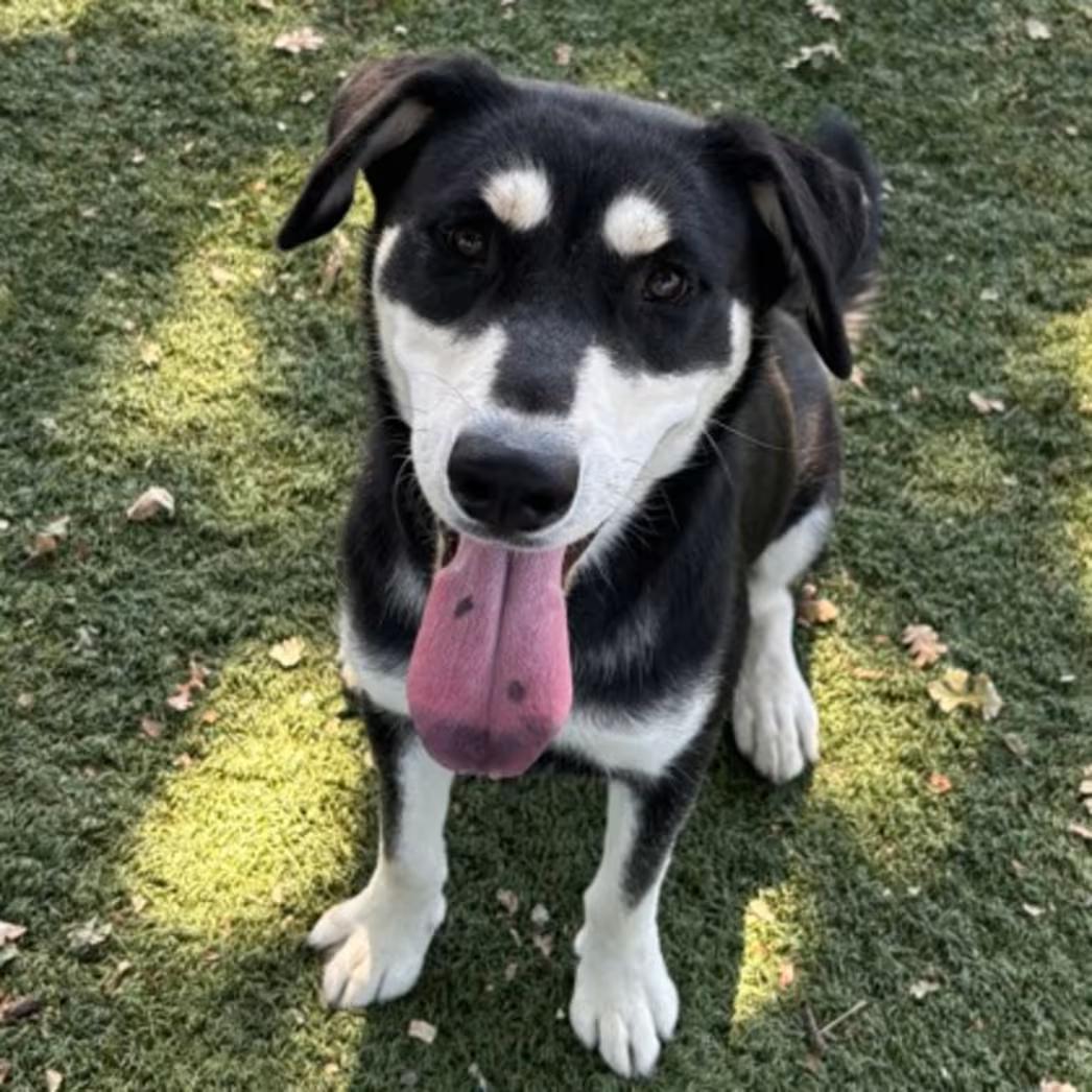 Enlarge Pepper, a ADOPTABLE mixed breed in Red Bluff, CA image 1/3