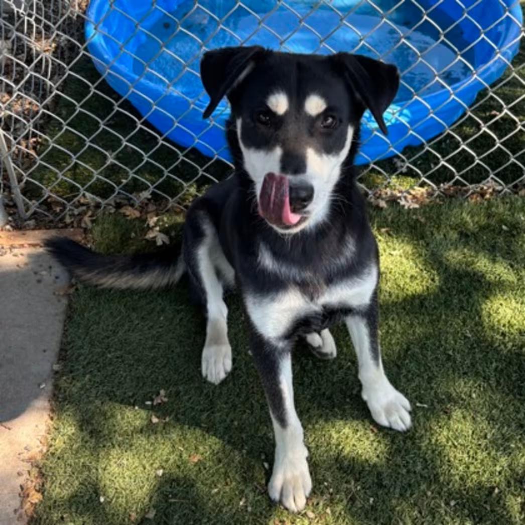 Enlarge Pepper, a ADOPTABLE mixed breed in Red Bluff, CA image 2/3