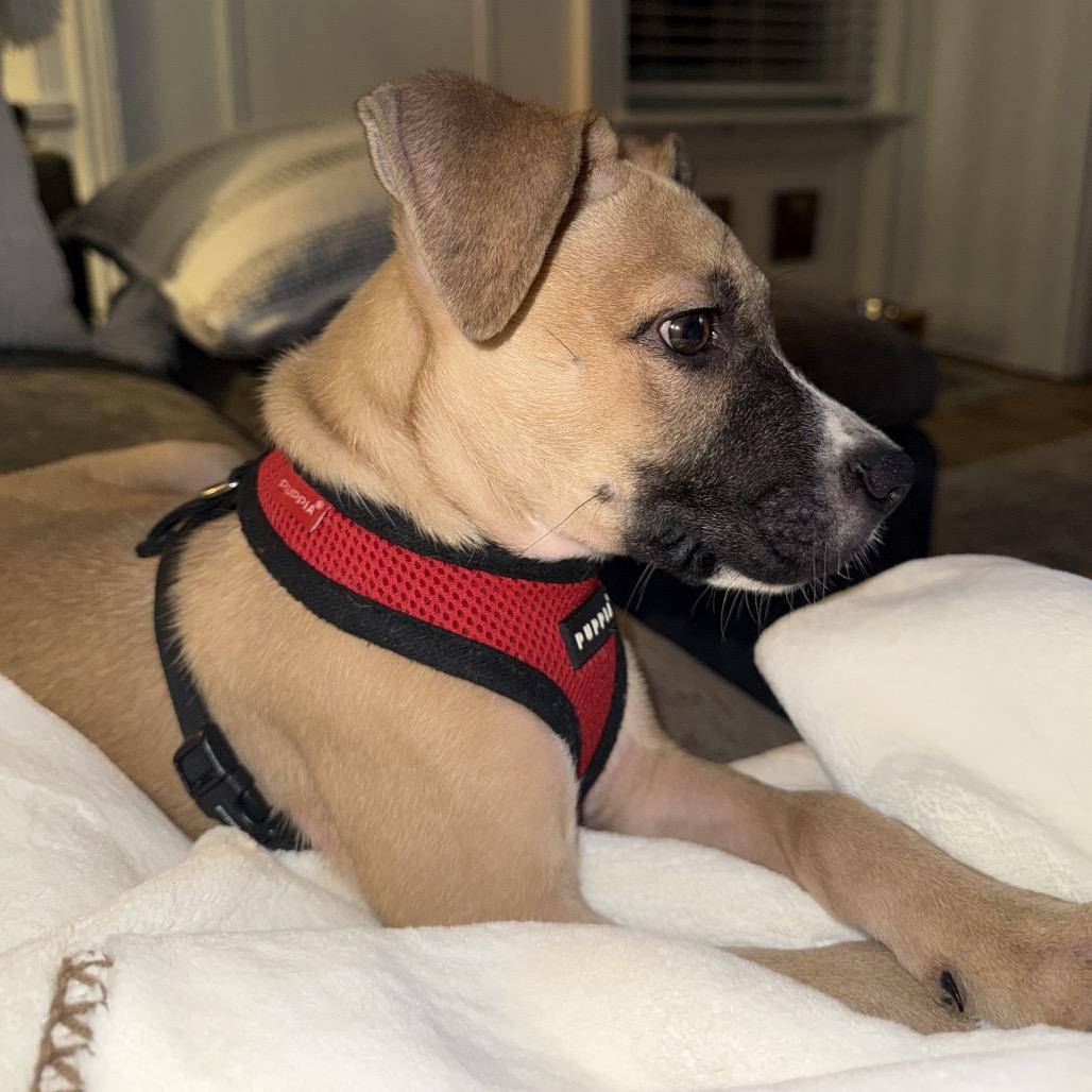 Gordo, Adopted, Young Male Boxer & Mixed Breed.